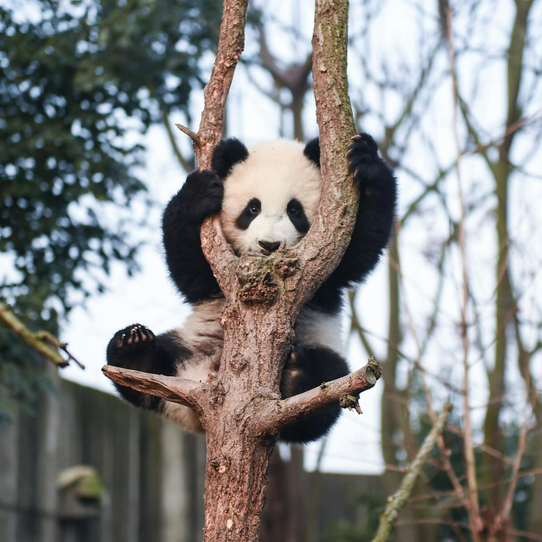 【Exclusive Car & Guide Services】1-Day Cultural Adventure: Sanxingdui Ruins & Panda Base Tour from Chengdu