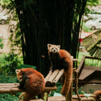 【Exclusive Car & Guide Services】1-Day Cultural Adventure: Sanxingdui Ruins & Panda Base Tour from Chengdu